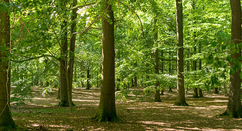  Beech forest on Galgberget