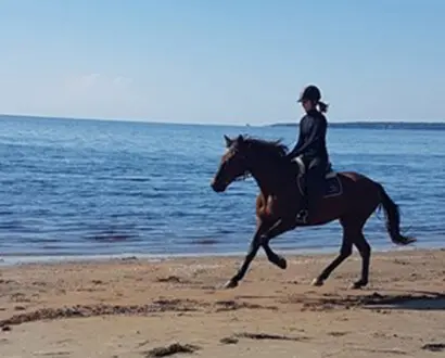 Pferd und Reiter am Strand in Halsmtad