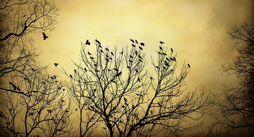 Fåglar i ett träd i skymning
