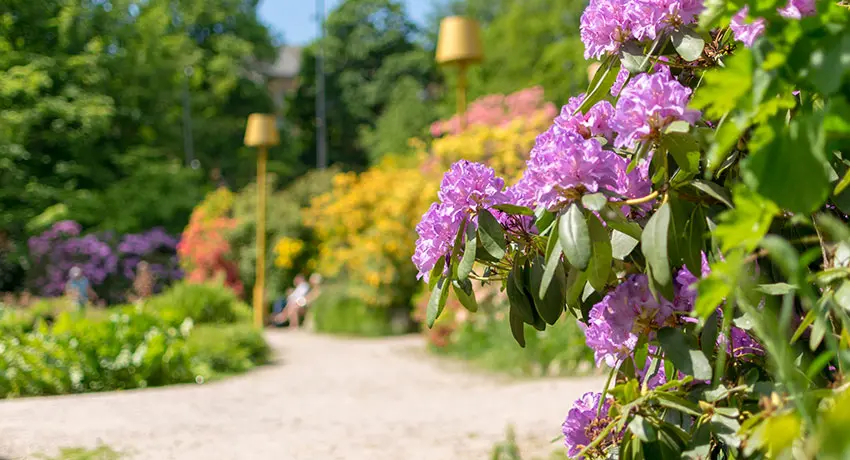 Blommor i Norre Katts park i Halmstad